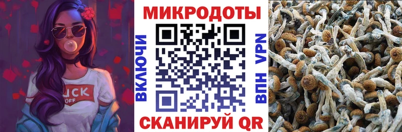 Псилоцибиновые грибы Cubensis  Новопавловск 